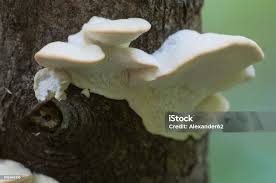 Attēlu rezultāti vaicājumam “Postia stiptica”