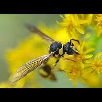 Attēlu rezultāti vaicājumam “Eumenes sp.”