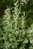 Attēlu rezultāti vaicājumam “Chenopodium acerifolium”