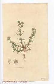 Attēlu rezultāti vaicājumam “Scleranthus annuus”