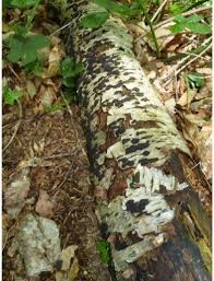 Attēlu rezultāti vaicājumam “Hypoxylon multiforme”