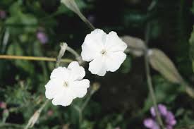 Image result for Lychnis coronaria alba