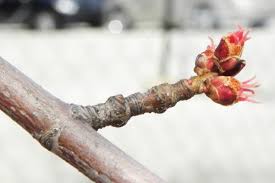 Attēlu rezultāti vaicājumam “Acer saccharinum bud”