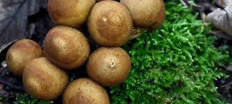 Attēlu rezultāti vaicājumam “Lycoperdon pyriforme young”