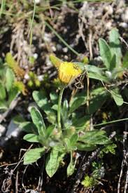 Attēlu rezultāti vaicājumam “Pilosella officinarum flower”