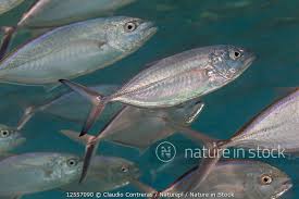 Image result for Caranx ruber