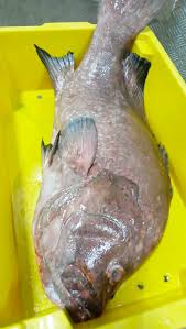 Image result for Dermatolepis inermis