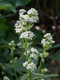Attēlu rezultāti vaicājumam “Galium boreale fruit”