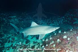 Image result for Odontaspis ferox