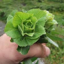 Attēlu rezultāti vaicājumam “Rabdophaga heterobia”