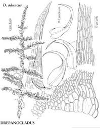 Attēlu rezultāti vaicājumam “Drepanocladus polygamus”