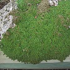 Attēlu rezultāti vaicājumam “Herniaria glabra”