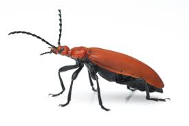 Attēlu rezultāti vaicājumam “Pyrochroidae”