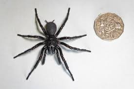 Image result for spider