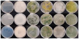Attēlu rezultāti vaicājumam “Trichia botrytis var. cerifera stalked”