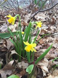 Attēlu rezultāti vaicājumam “Narcissus leaf”