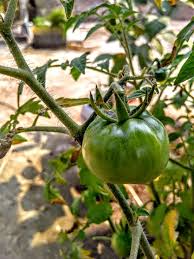 Attēlu rezultāti vaicājumam “Lycopersicon esculentum leaf”