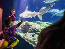 Image result for South Axholme Sharks Asc