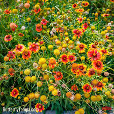 Image result for Gaillardia pulchella