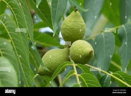 Attēlu rezultāti vaicājumam “Juglans x sinensis fruit”