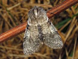 Attēlu rezultāti vaicājumam “Achlya flavicornis”