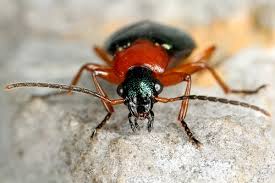 Attēlu rezultāti vaicājumam “Lebia chlorocephala”