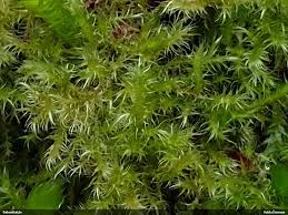 Attēlu rezultāti vaicājumam “Campyliadelphus elodes”