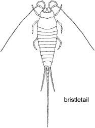 Attēlu rezultāti vaicājumam “Machilidae”