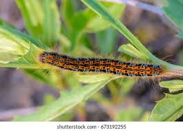 Attēlu rezultāti vaicājumam “Malacosoma castrensis male”