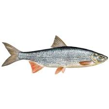 Image result for Chondrostoma nasus