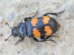 Attēlu rezultāti vaicājumam “Nicrophorus investigator”