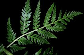 Attēlu rezultāti vaicājumam “Botrychium virginianum”