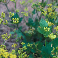 Attēlu rezultāti vaicājumam “Pastinaca sativa subsp. sylvestris flower”