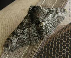 Attēlu rezultāti vaicājumam “Biston betularia”