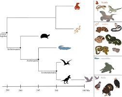 Attēlu rezultāti vaicājumam “Reptilia”