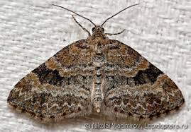 Attēlu rezultāti vaicājumam “Epirranthis diversata upperside”