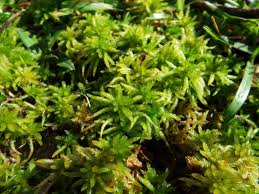 Attēlu rezultāti vaicājumam “Sphagnum”
