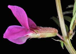 Attēlu rezultāti vaicājumam “Vicia angustifolia flower”