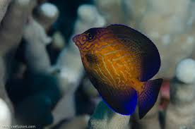 Image result for Ctenochaetus hawaiiensis