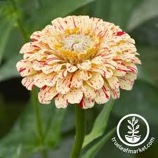 Image result for Zinnia elegans