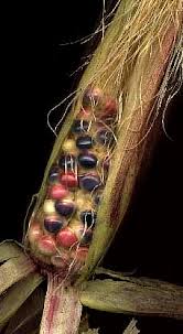 Attēlu rezultāti vaicājumam “Zea mays female flower”