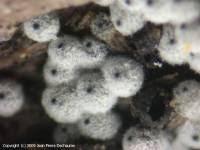 Attēlu rezultāti vaicājumam “Lasiosphaeria ovina”