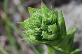 Attēlu rezultāti vaicājumam “Jovibarba globifera bud”