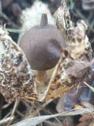 Attēlu rezultāti vaicājumam “Geastrum pectinatum”
