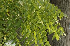 Attēlu rezultāti vaicājumam “Juglans x sinensis leaf”
