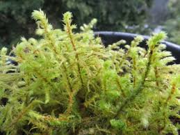 Attēlu rezultāti vaicājumam “Rhytidiadelphus triquetrus sporophyte”