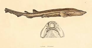 Image result for Poroderma africanum