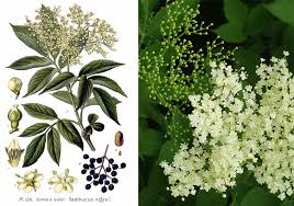 Attēlu rezultāti vaicājumam “Sambucus nigra flower”