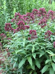 Image result for Phlox (großblumig)
