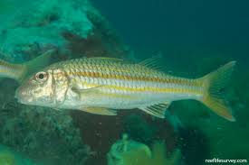 Image result for Mullus surmuletus